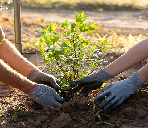 Tree Plantations &  Urban Forestation Drives